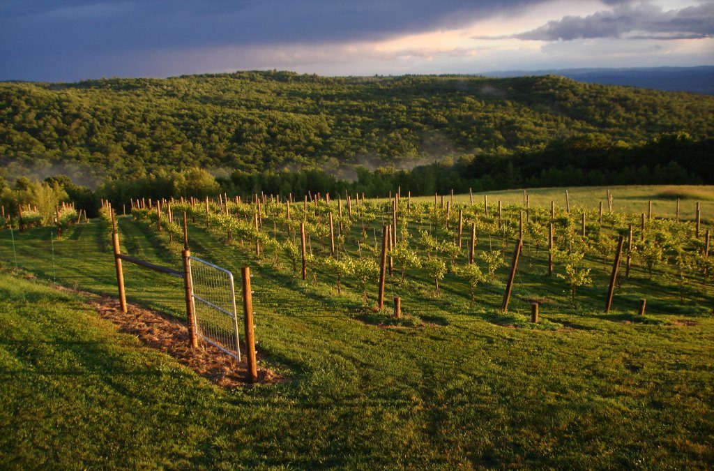 Wineries in Auckland