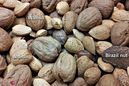 common types of nuts