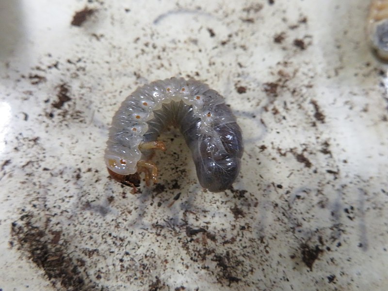 Coconut beetle-larva | Image Credit - Forest and Kim Starr, Starr, CC BY 2.0 Via Wikimedia Commons
