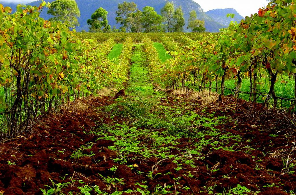 Hunter Valley: the oldest wine region in Australia