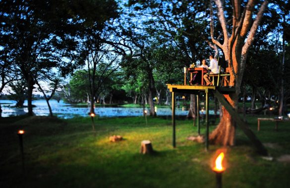 tree top dining