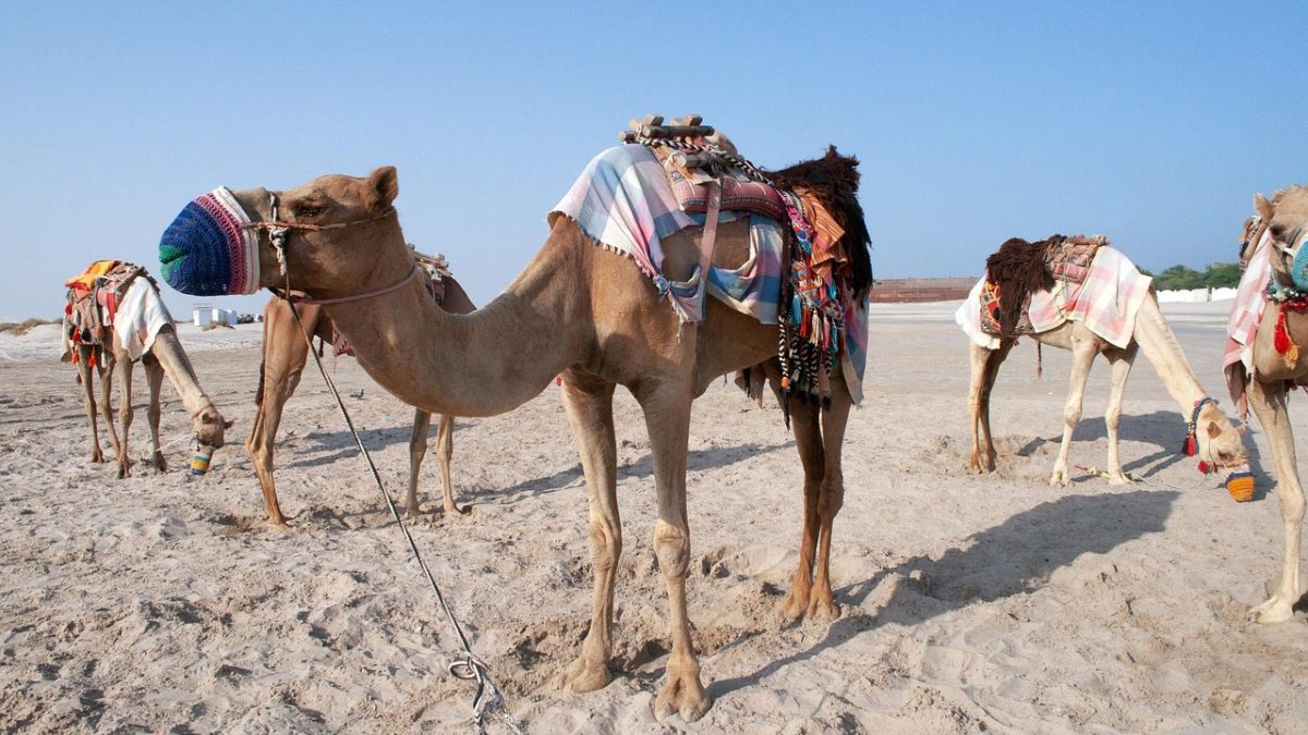 Experience Qatari Hospitality: Through Traditional Food in Doha