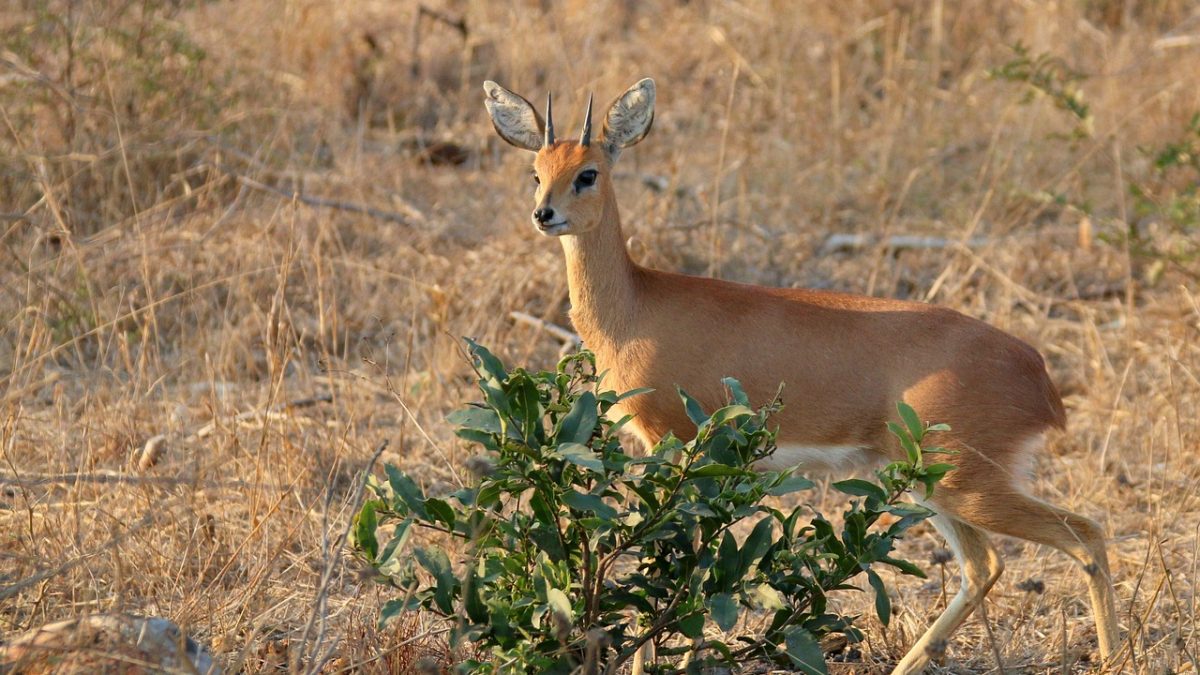 The Best Things to Do in Botswana – Plan Your Escape to Southern Africa’s Safari Capital