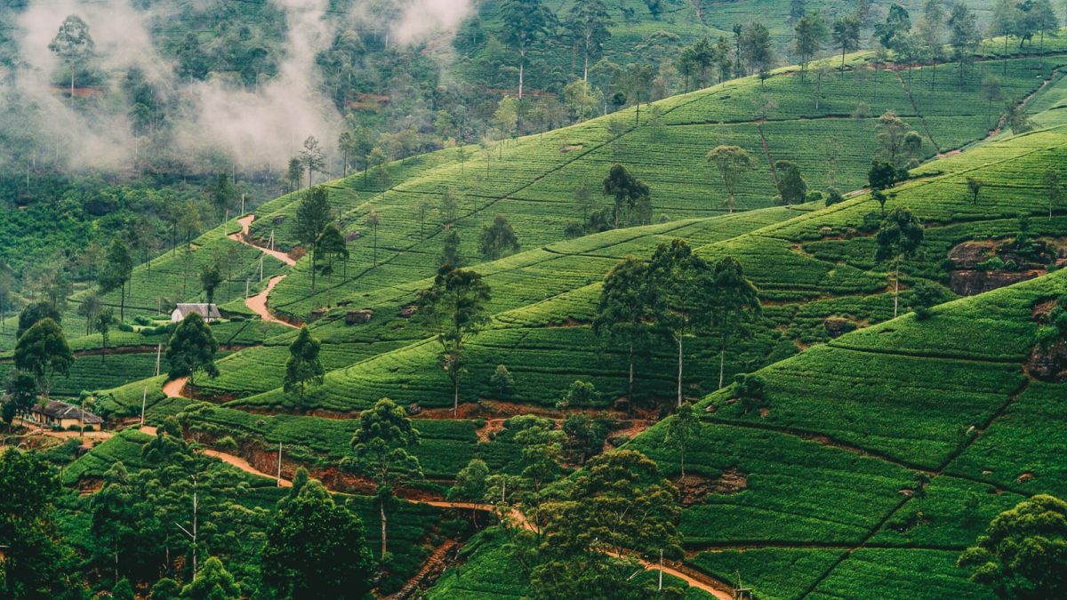 Hidden Flavours of Nuwara Eliya: A Culinary Journey Through Sri Lanka’s Hill Country