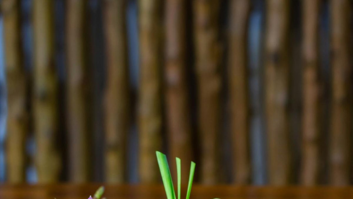 Spice Route: Mastering Northern Thai Cuisine with a Cooking Class in Chiang Rai